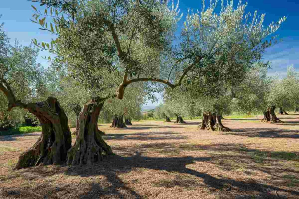 Pensionato ucciso a bastonate nel suo uliveto: il mistero si infittisce con l'interrogatorio del vicino