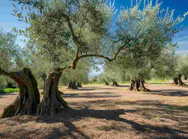 Pensionato ucciso a bastonate nel suo uliveto: il mistero si infittisce con l'interrogatorio del vicino