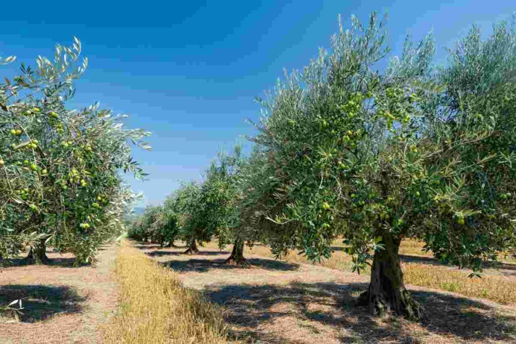 Unaprol lancia 'Novaterra': l'olio sostenibile che aumenta i guadagni degli agricoltori